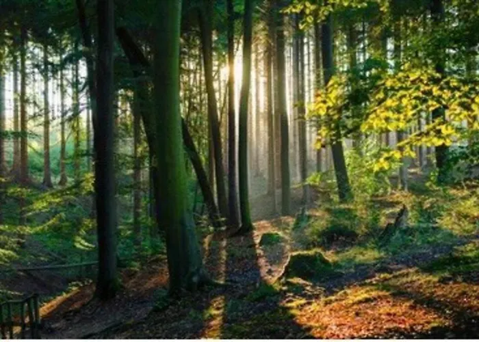 Auszeit Im Gruenen Arnsberg